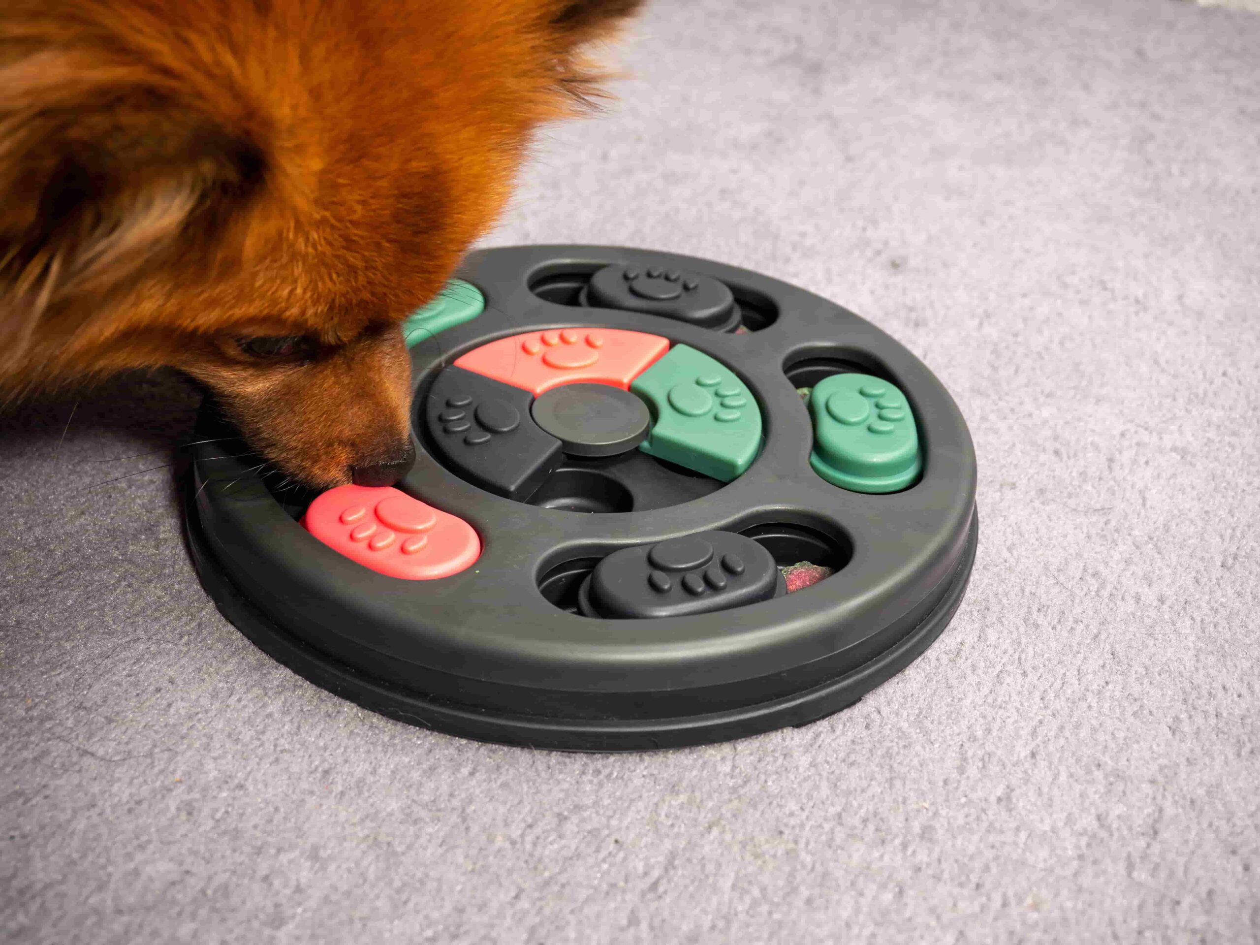 Les meilleurs jeux pour stimuler l’intelligence de votre chien